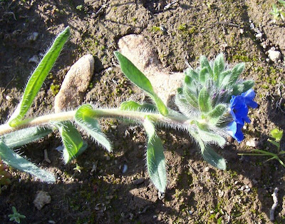 Dyer's bugloss