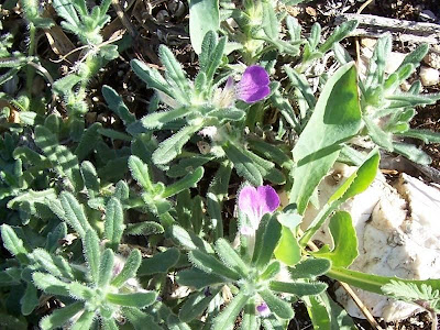 Ajuga iva (L.) Schreber