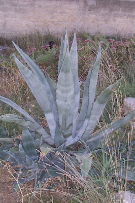 Agave americana L.