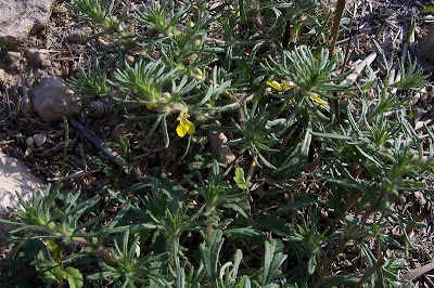Ajuga chamaepitys (L.) Schreber
