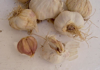Garlic