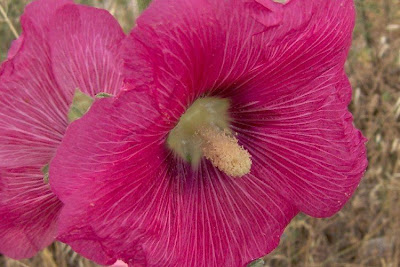 Gew�hnliche Stockrose