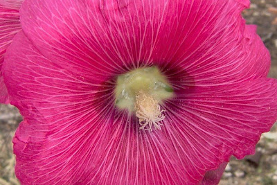 Gew�hnliche Stockrose