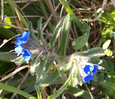 Dyer's bugloss