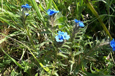Dyer's bugloss