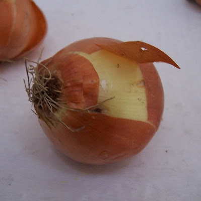 Garden onion Garden onion
