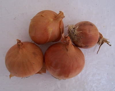 Garden onion Garden onion