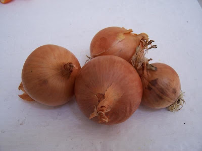 Garden onion Garden onion