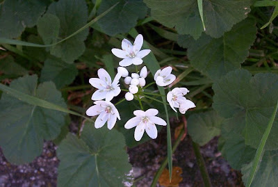 Naples garlic