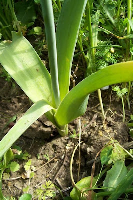 Broadleaf garlic Broadleaf garlic