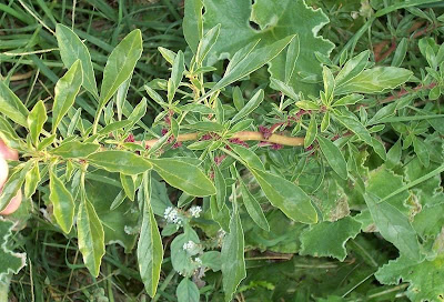 Amaranthus blitoides S. Watson