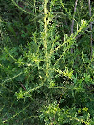 Amaranthus blitoides S. Watson