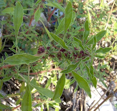 Amaranthus blitoides S. Watson