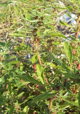 Amaranthus blitoides S. Watson