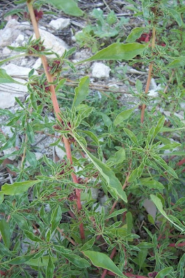 Mat amaranth
