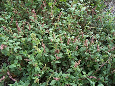 Amaranthus deflexus L.
