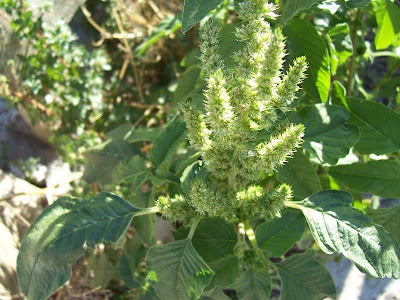 Amaranthus retroflexus L.