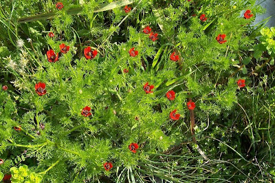 Adonis annua,
Adonide annua,
blooddrops,
Fior d'Adone,
Pheasant's Eye,
pheasant's-eye