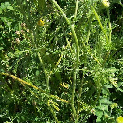 Camomilla tomentosa