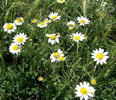 Camomilla tomentosa