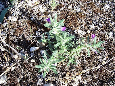 Ajuga iva (L.) Schreber