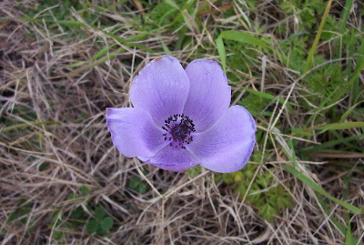 Anemone coronaria,
Anemone dei fiorai,
lilies-of-the-field,
Poppy Flowered Anemone