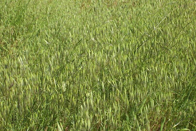 Avena barbata,
aveia-barbada,
aveia-selvagem,
avena barbada,
Avena barbata,
avenilla,
avoine barbue,
balanco-bravo,
balango,
ballueca,
barbed oat,
Barthafer,
Sand-Hafer,
slender oat,
slender oats,
Slender Wild Oat Avena barbata,
aveia-barbada,
aveia-selvagem,
avena barbada,
Avena barbata,
avenilla,
avoine barbue,
balanco-bravo,
balango,
ballueca,
barbed oat,
Barthafer,
Sand-Hafer,
slender oat,
slender oats,
Slender Wild Oat
