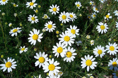 Field chamomile Field chamomile