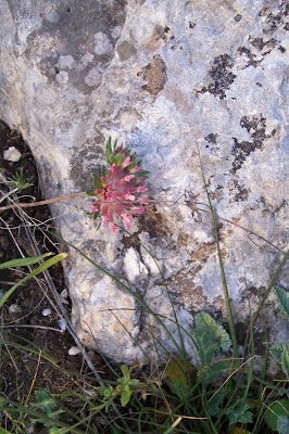 Common kidney-vetch Common kidney-vetch