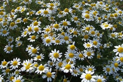 Field chamomile Field chamomile