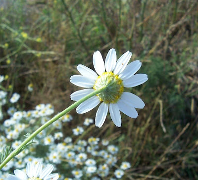 Field chamomile Field chamomile