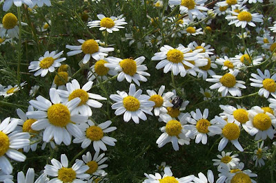Field chamomile Field chamomile