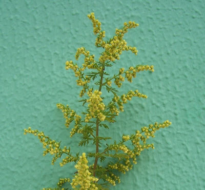 Artemisia annua L.