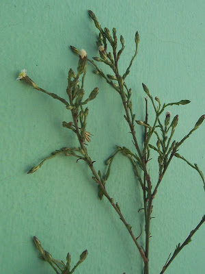 Narrow Leaved Aster