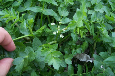 Water Parsnip