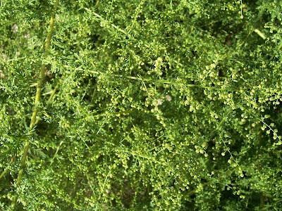 Annual Mugwort, Artemisia annua Annual Mugwort, Artemisia annua