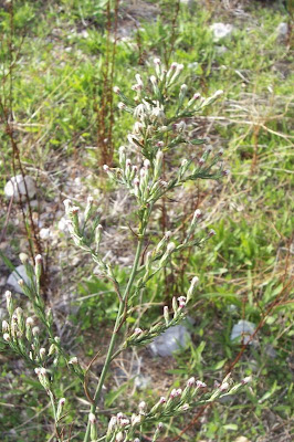 Narrow Leaved Aster