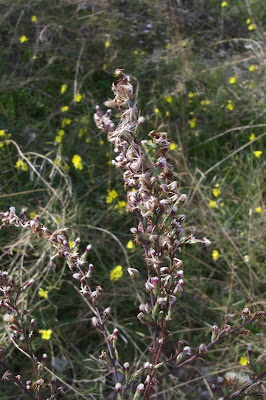 Narrow Leaved Aster