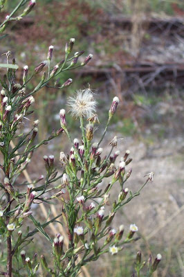 Narrow Leaved Aster