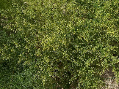 Annual Mugwort, Artemisia annua Annual Mugwort, Artemisia annua