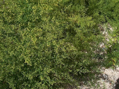 Annual Mugwort, Artemisia annua Annual Mugwort, Artemisia annua