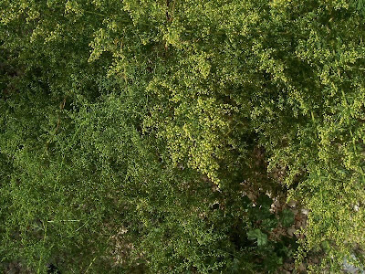 Annual Mugwort, Artemisia annua Annual Mugwort, Artemisia annua