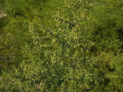 Annual Mugwort, Artemisia annua Annual Mugwort, Artemisia annua