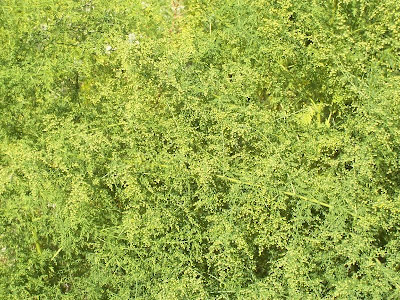 Annual Mugwort, Artemisia annua Annual Mugwort, Artemisia annua