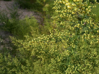 Annual Mugwort, Artemisia annua Annual Mugwort, Artemisia annua