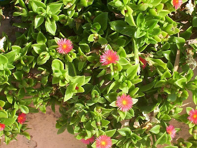 Baby sun-rose