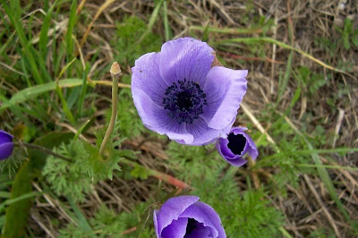 Anemone coronaria,
Anemone dei fiorai,
lilies-of-the-field,
Poppy Flowered Anemone