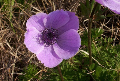 Anemone coronaria,
Anemone dei fiorai,
lilies-of-the-field,
Poppy Flowered Anemone