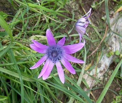 Anemone hortensis L.