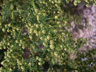 Annual Mugwort, Artemisia annua Annual Mugwort, Artemisia annua